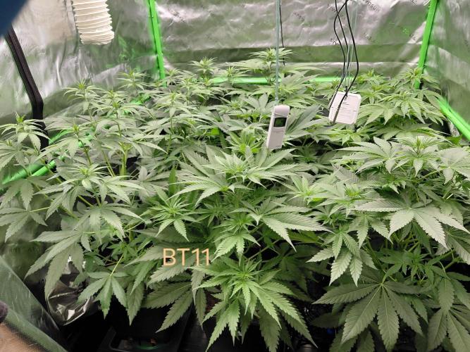 Rumble in the Jungle (AI). Week 4