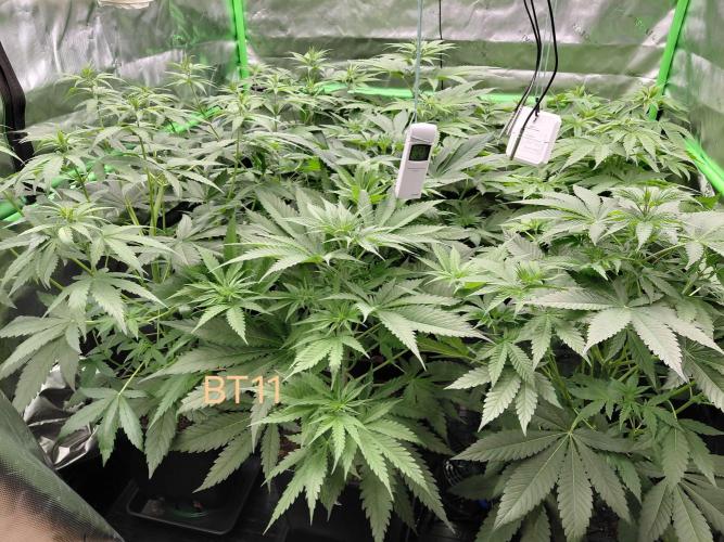 Rumble in the Jungle (AI). Week 4