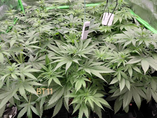 Rumble in the Jungle (AI). Week 4