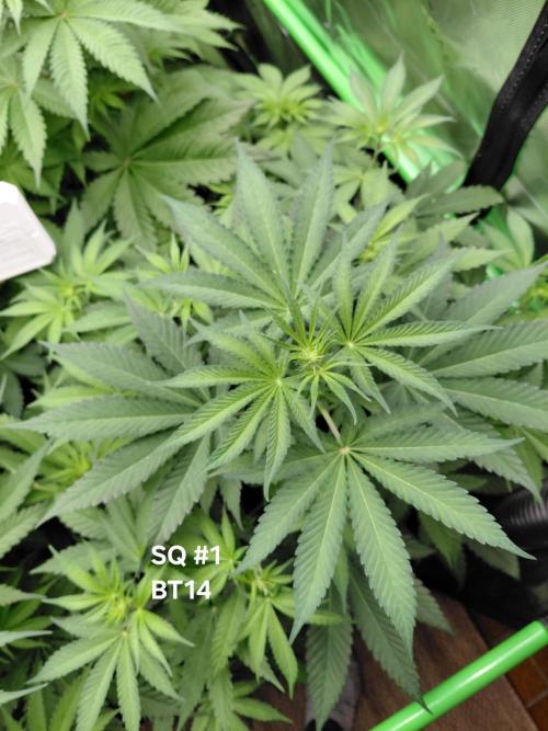 Rumble in the Jungle (AI). Week 5