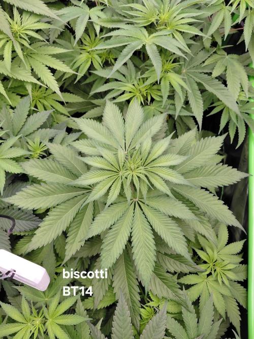 Rumble in the Jungle (AI). Week 5