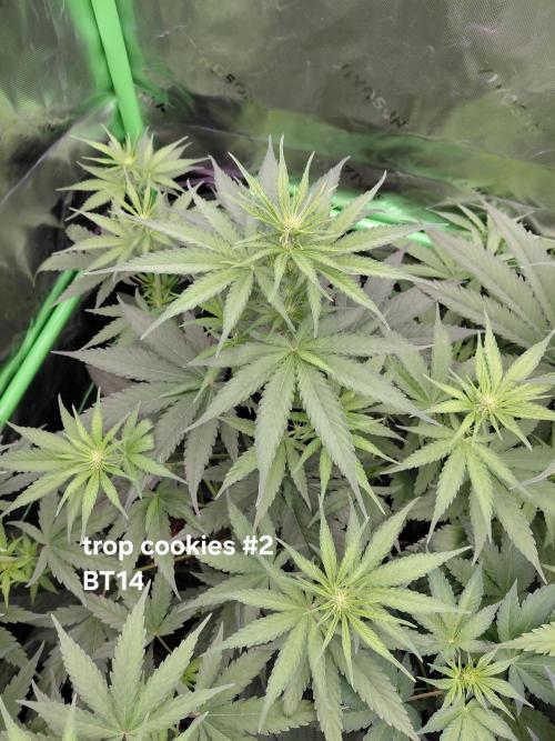 Rumble in the Jungle (AI). Week 5