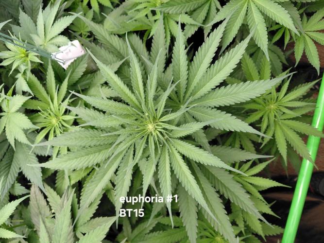 Rumble in the Jungle (AI). Week 5