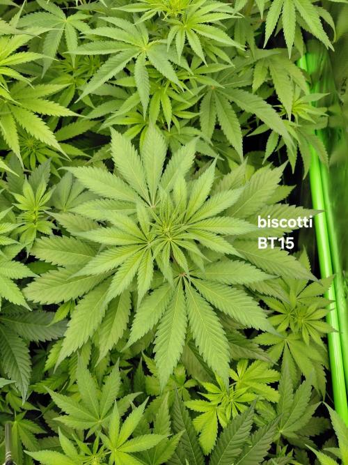 Rumble in the Jungle (AI). Week 5