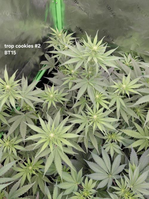 Rumble in the Jungle (AI). Week 5