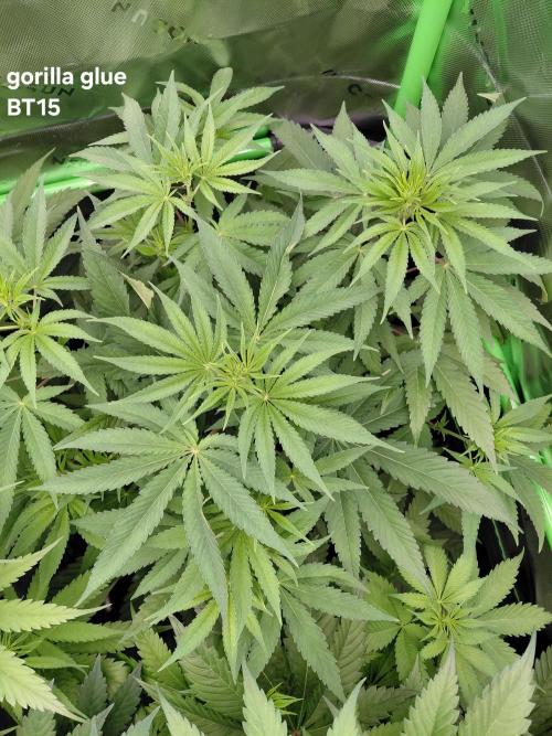 Rumble in the Jungle (AI). Week 5