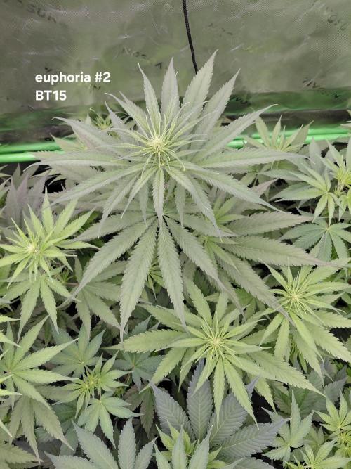 Rumble in the Jungle (AI). Week 5