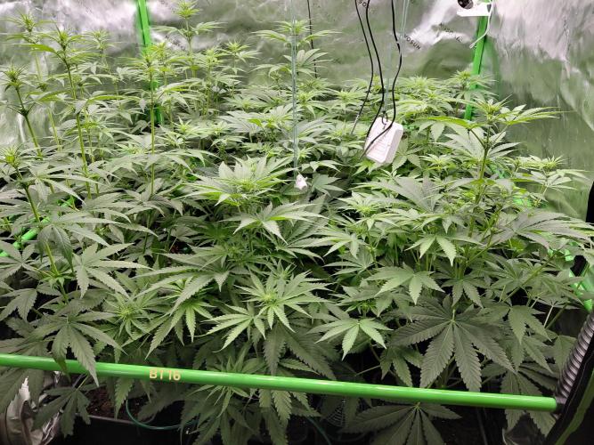 Rumble in the Jungle (AI). Week 5