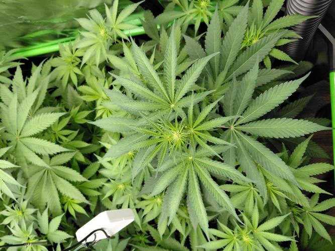 Rumble in the Jungle (AI). Week 5