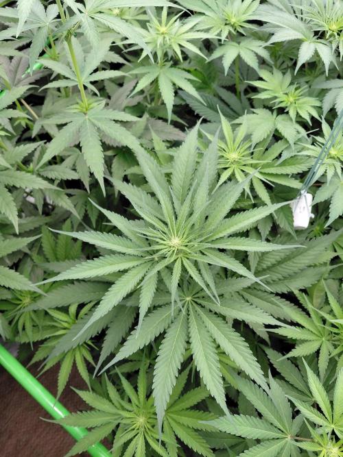 Rumble in the Jungle (AI). Week 5