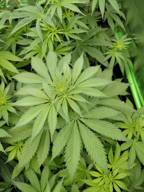 Rumble in the Jungle (AI). Week 5