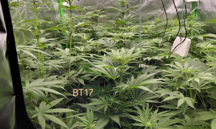 Rumble in the Jungle (AI). Week 5