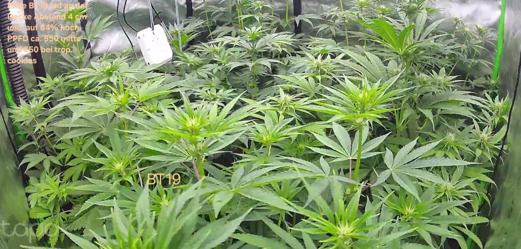 Rumble in the Jungle (AI). Week 5