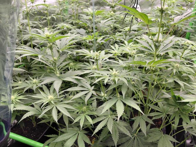 Rumble in the Jungle (AI). Week 5