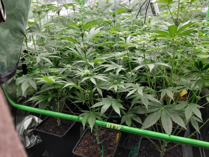 Rumble in the Jungle (AI). Week 5