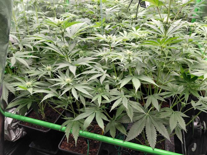 Rumble in the Jungle (AI). Week 5