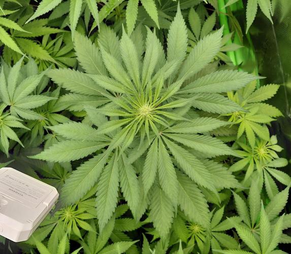 Rumble in the Jungle (AI). Week 5