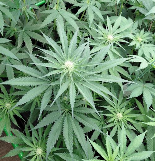 Rumble in the Jungle (AI). Week 5