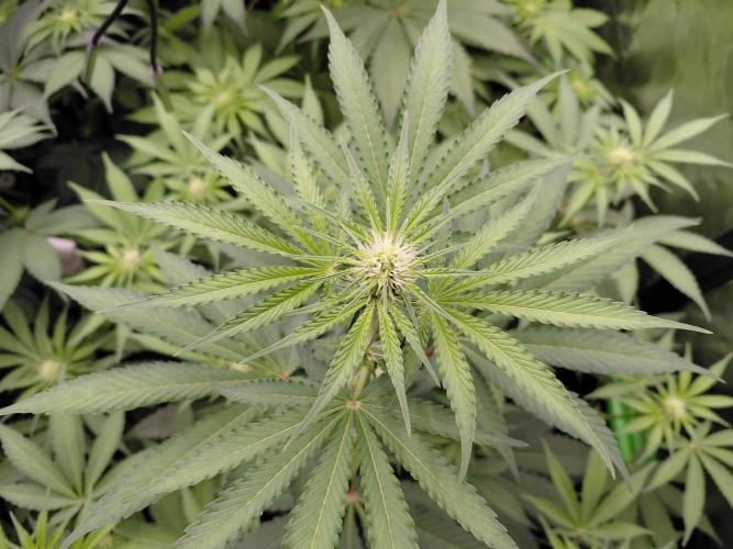 Rumble in the Jungle (AI). Week 5