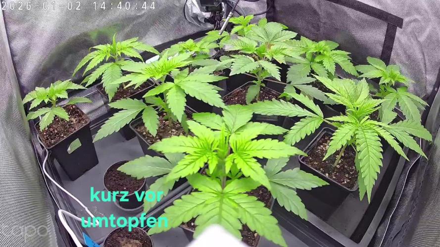 Rumble in the Jungle (AI)