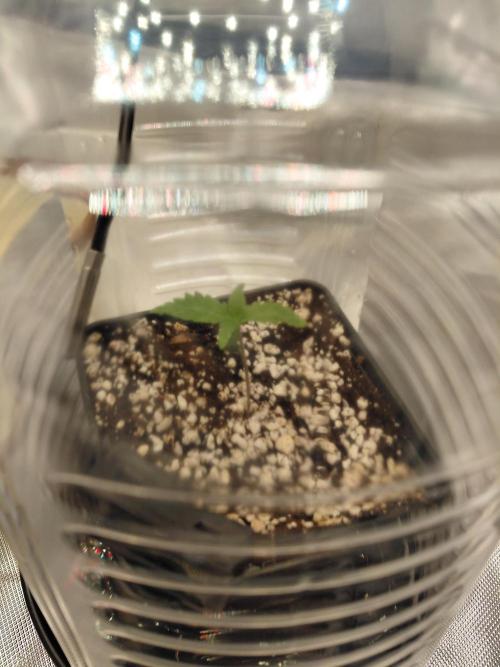 Watermelon  🍉😋. Week 0