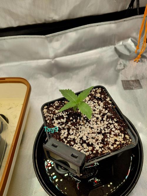 Watermelon  🍉😋. Week 0