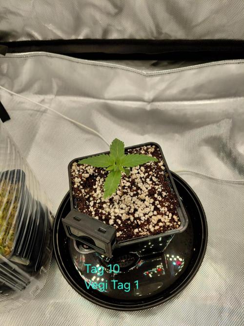 Watermelon  🍉😋. Week 1