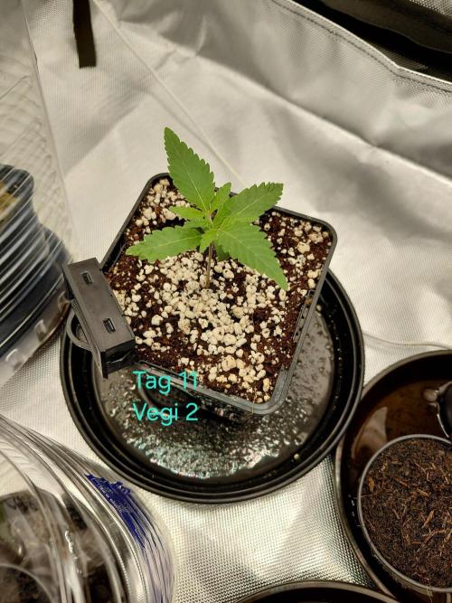 Watermelon  🍉😋. Week 1