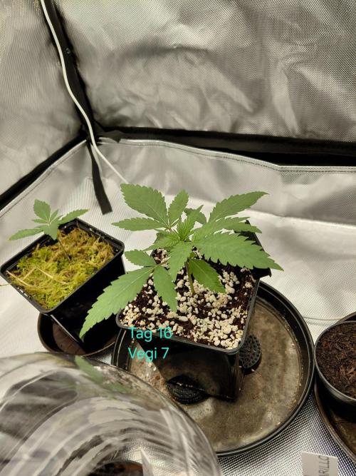 Watermelon  🍉😋. Week 1
