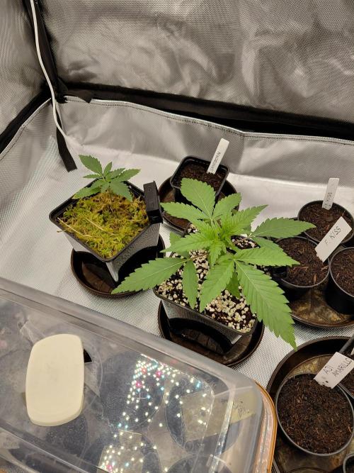 Watermelon  🍉😋. Week 2