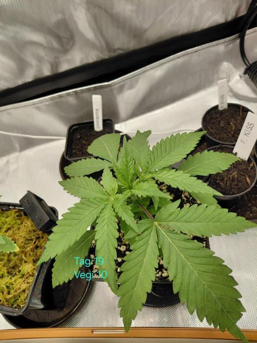 Watermelon  🍉😋. Week 2