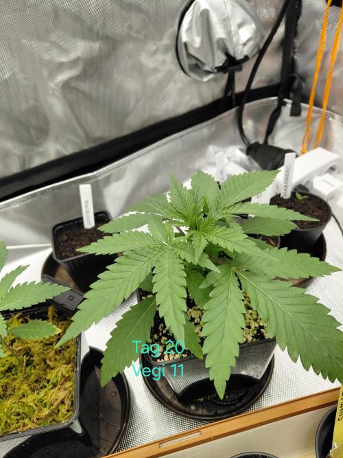 Watermelon  🍉😋. Week 2