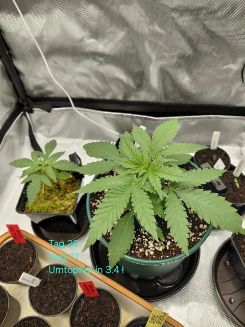 Watermelon  🍉😋. Week 2