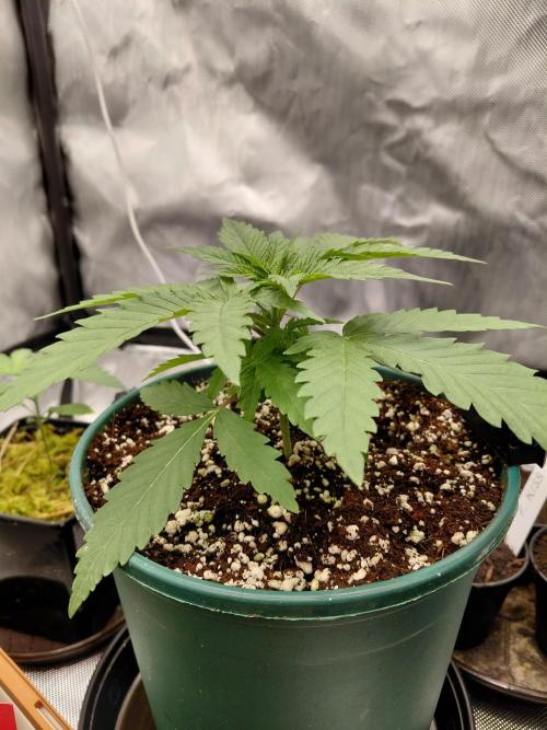 Watermelon  🍉😋. Week 2