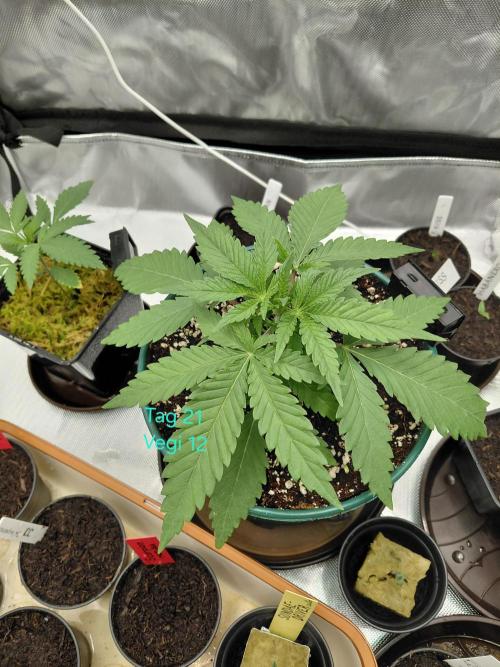 Watermelon  🍉😋. Week 2