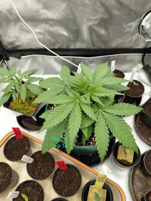 Watermelon  🍉😋. Week 2