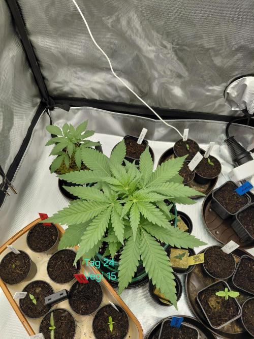 Watermelon  🍉😋. Week 3