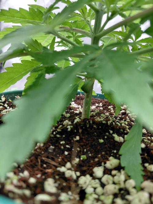 Watermelon  🍉😋. Week 3
