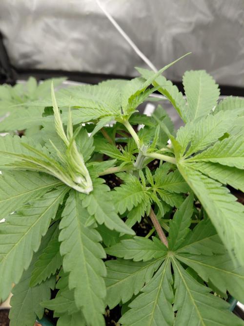 Watermelon  🍉😋. Week 3