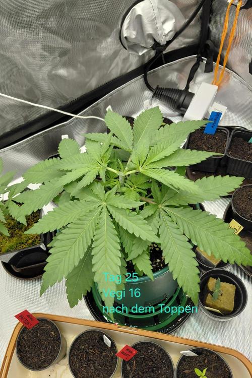 Watermelon  🍉😋. Week 3