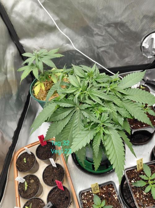 Watermelon  🍉😋. Week 4