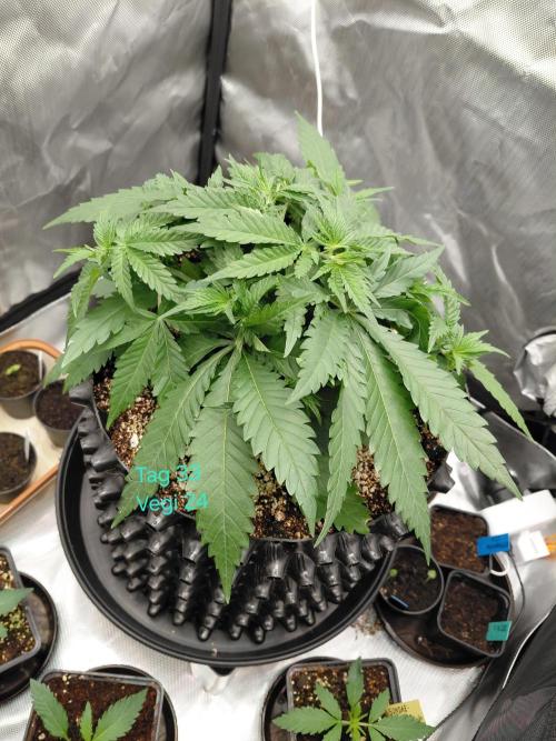 Watermelon  🍉😋. Week 4