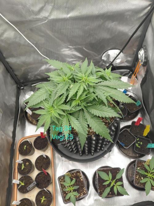 Watermelon  🍉😋. Week 4
