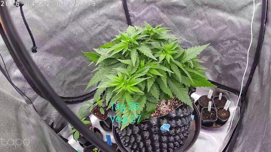 Watermelon  🍉😋. Week 4