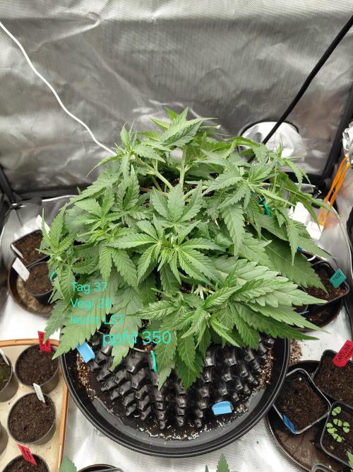 Watermelon  🍉😋. Week 4