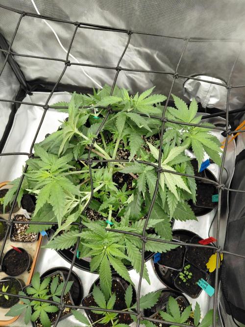 Watermelon  🍉😋. Week 4