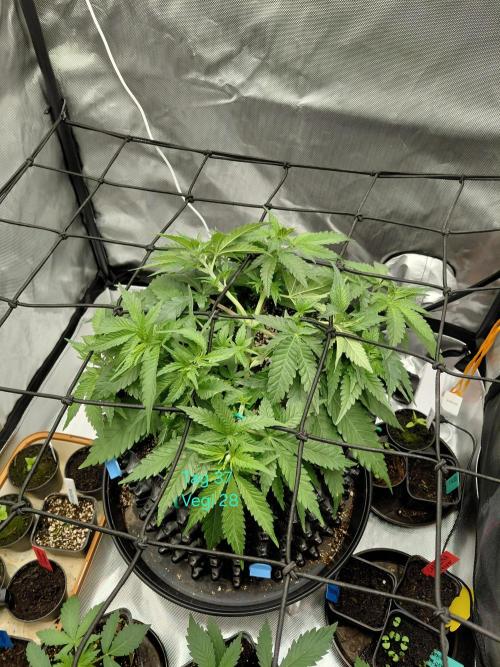 Watermelon  🍉😋. Week 4