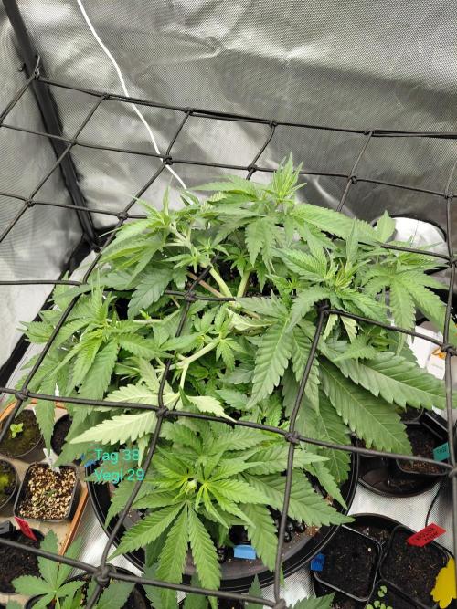 Watermelon  🍉😋. Week 5