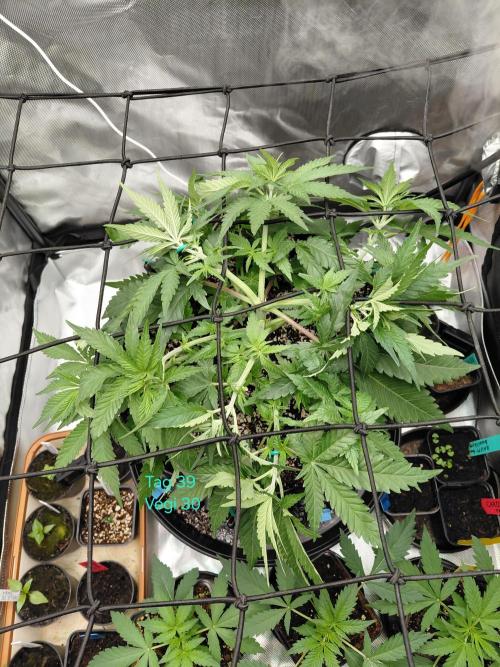 Watermelon  🍉😋. Week 5