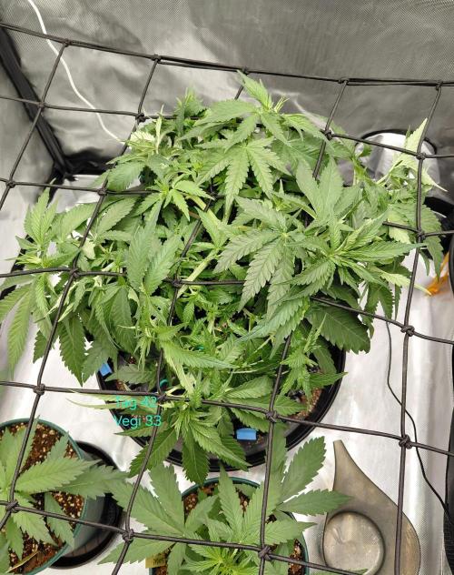 Watermelon  🍉😋. Week 5